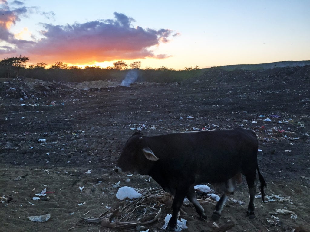 A cow wanders the vertedero Buenavista landfill as fires burn into sunset.